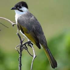 Bulbul de Taïwan