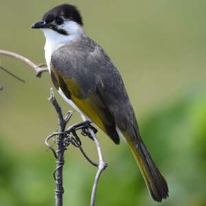 Bulbul de Taïwan