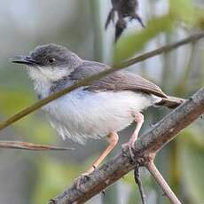 Prinia de Hodgson