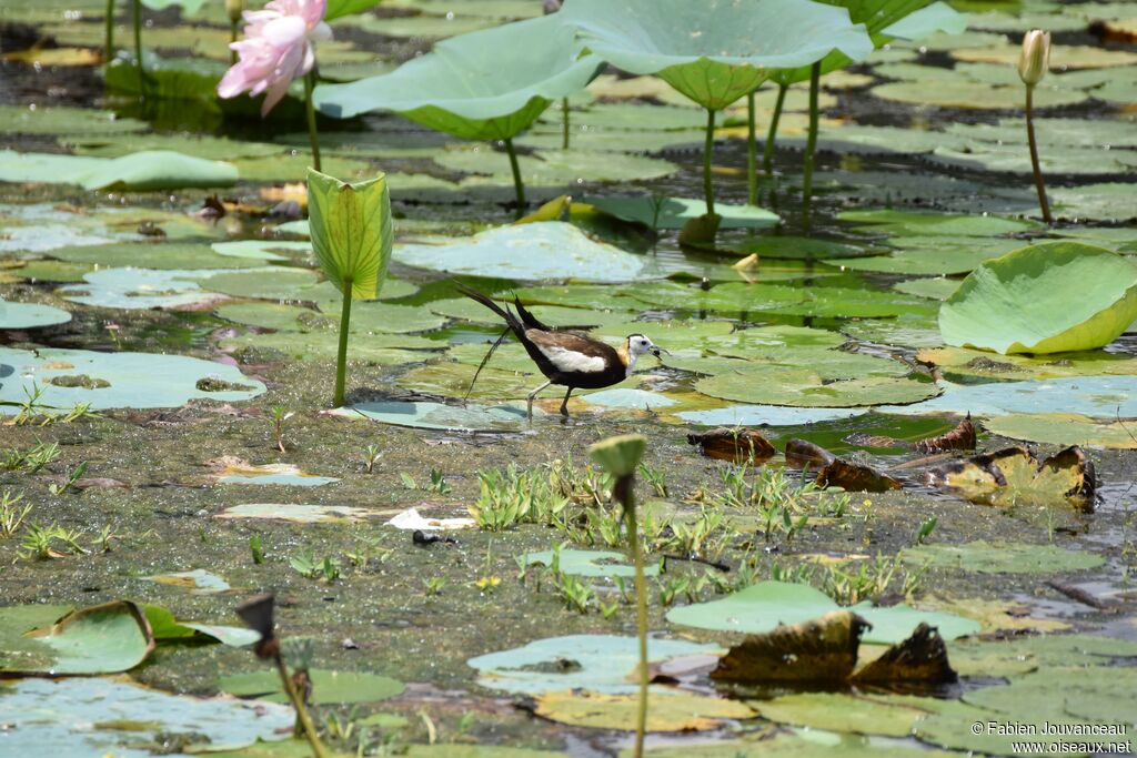 Jacana à longue queue, habitat, mange