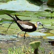 Jacana à longue queue