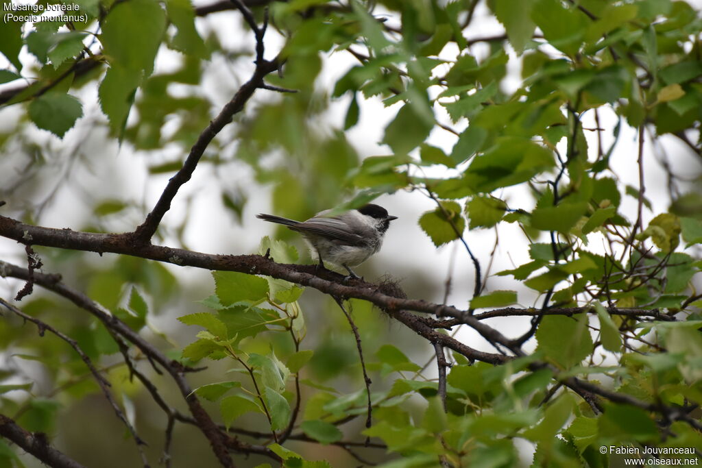 Mésange boréaleadulte