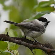 Mésange boréale