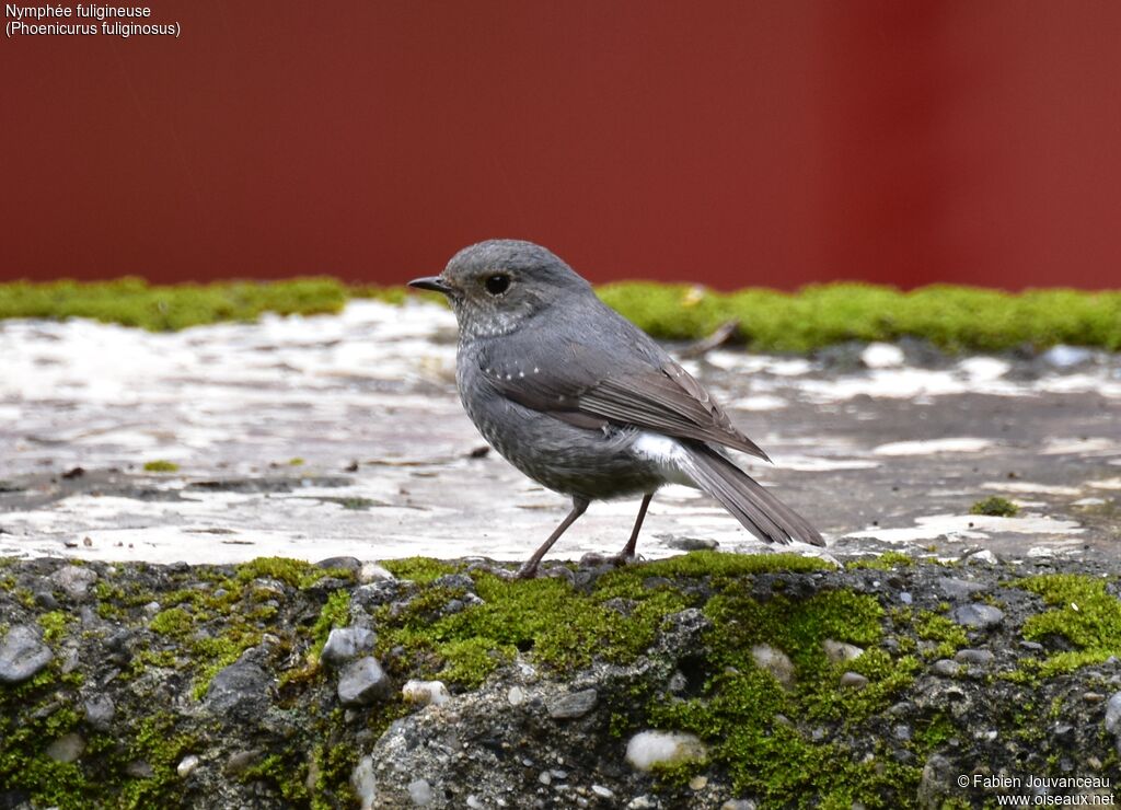 Plumbeous Water Redstart female adult, close-up portrait