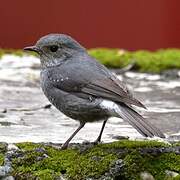 Plumbeous Water Redstart