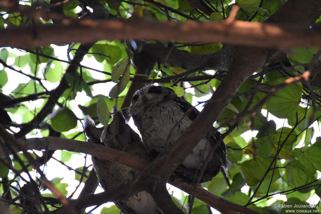 Indian Scops Owladult, habitat