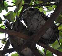 Indian Scops Owl