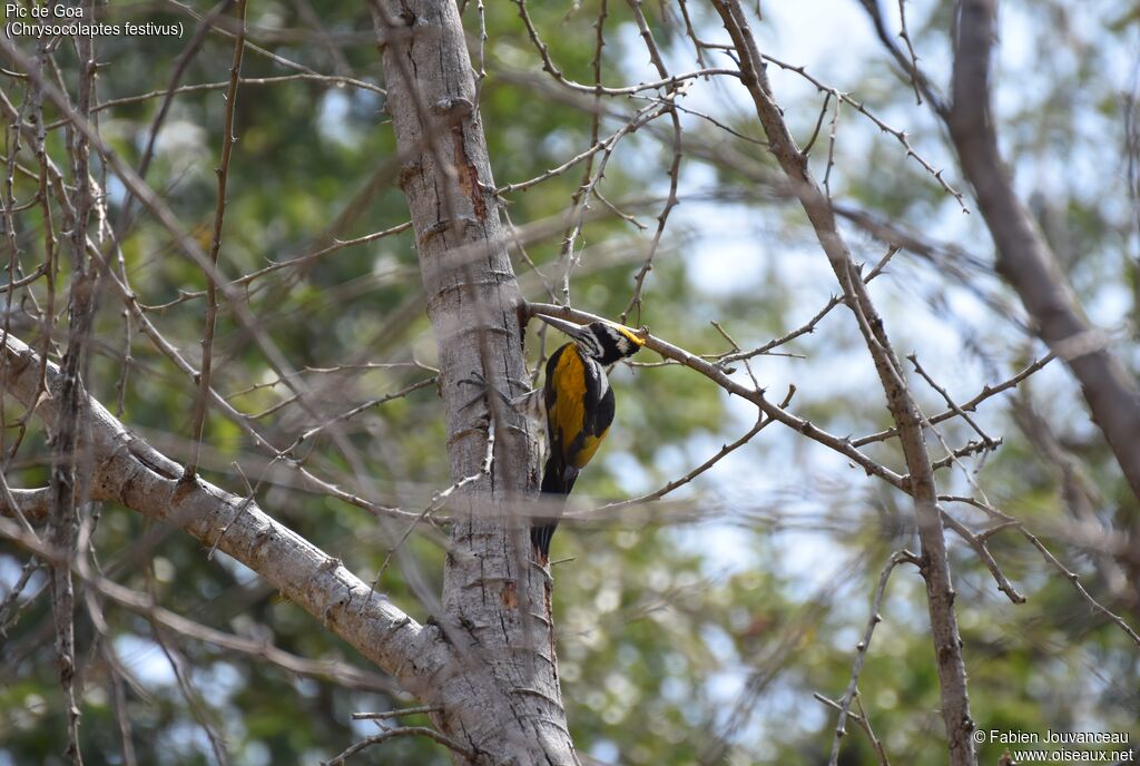 White-naped Woodpecker