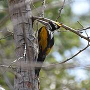 White-naped Woodpecker