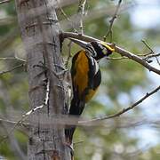 White-naped Woodpecker