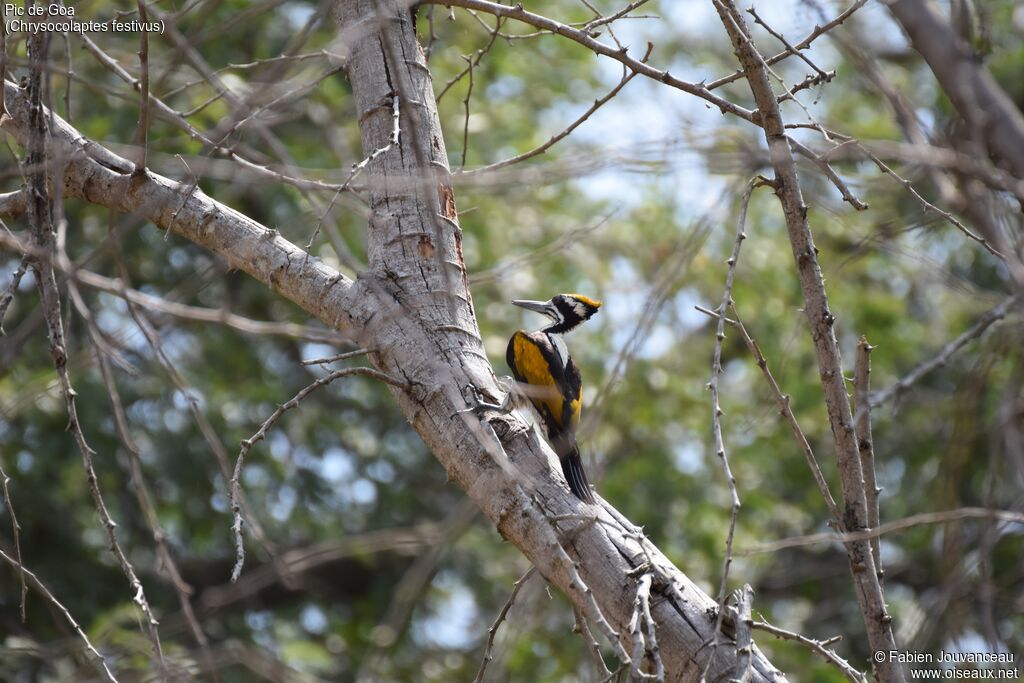 White-naped Woodpecker female