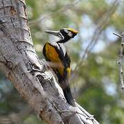 White-naped Woodpecker