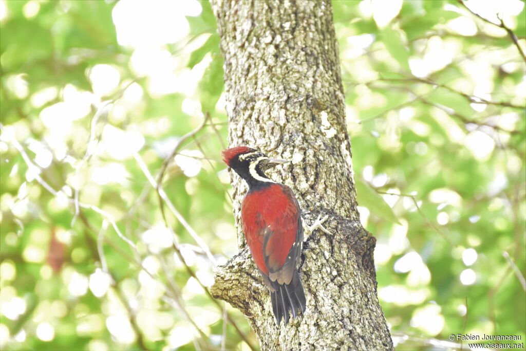 Red-backed Flameback, aspect