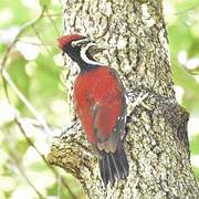 Red-backed Flameback