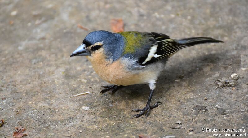 Azores Chaffinch, identification, aspect
