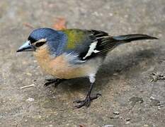 Azores Chaffinch