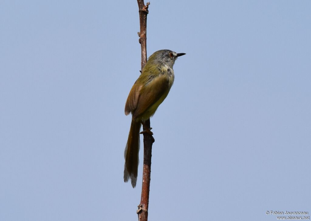 Yellow-bellied Prinia