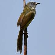 Yellow-bellied Prinia