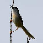 Prinia à ventre jaune