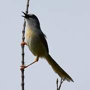 Yellow-bellied Prinia