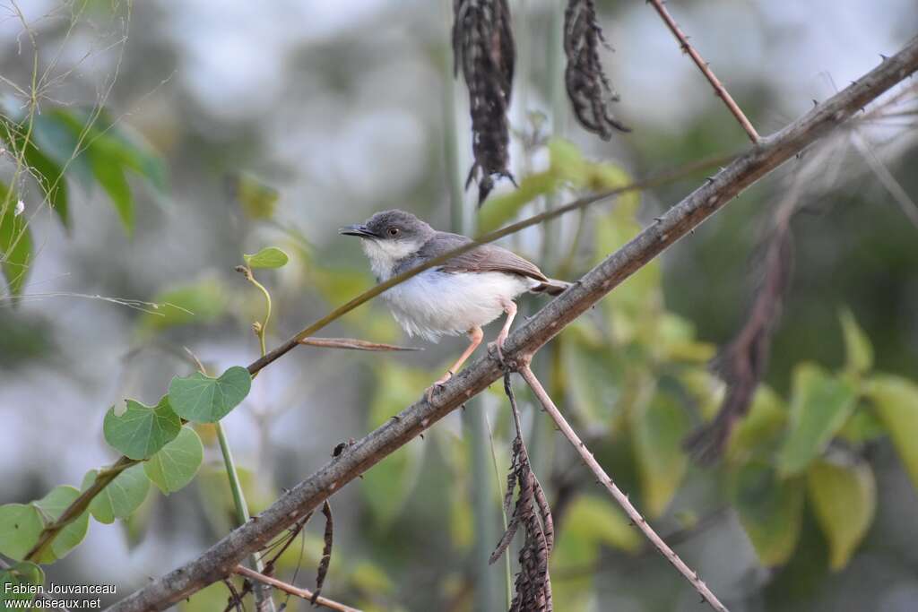 Grey-breasted Priniaadult breeding, identification