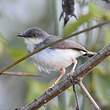 Prinia de Hodgson