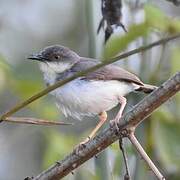 Grey-breasted Prinia