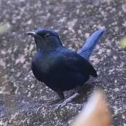 Indian Robin