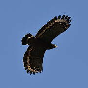 Crested Serpent Eagle