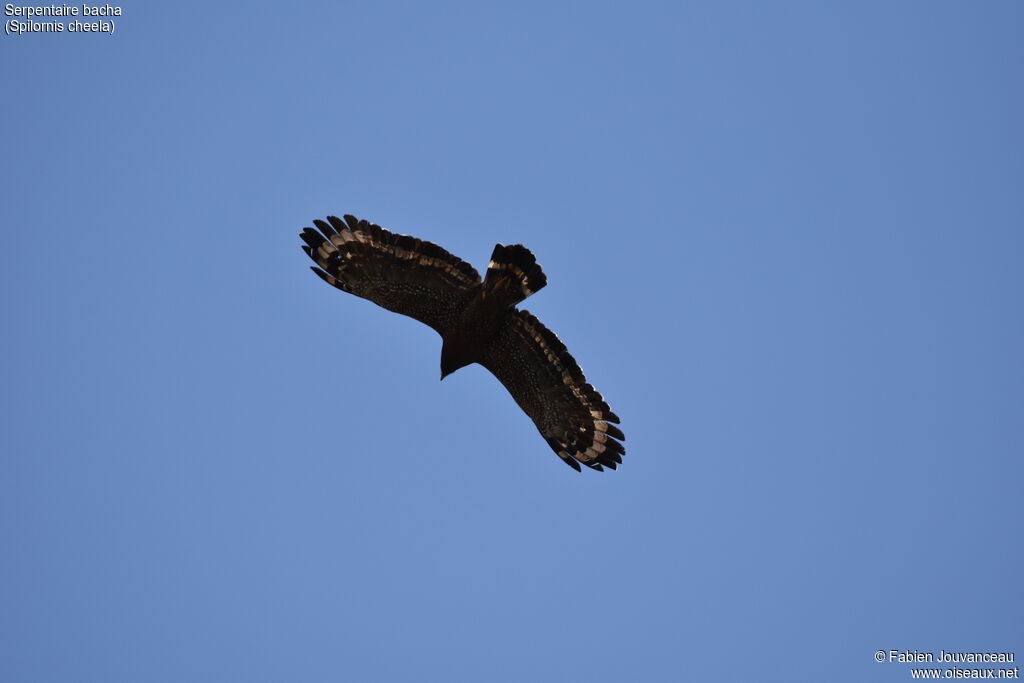 Crested Serpent Eagleadult, identification, aspect, Flight