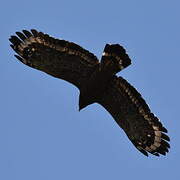 Crested Serpent Eagle