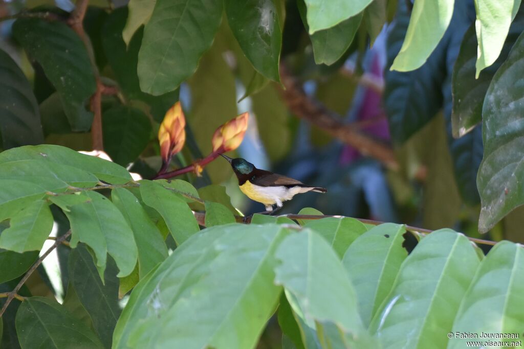 Purple-rumped Sunbird