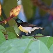 Purple-rumped Sunbird