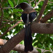 Grey Treepie