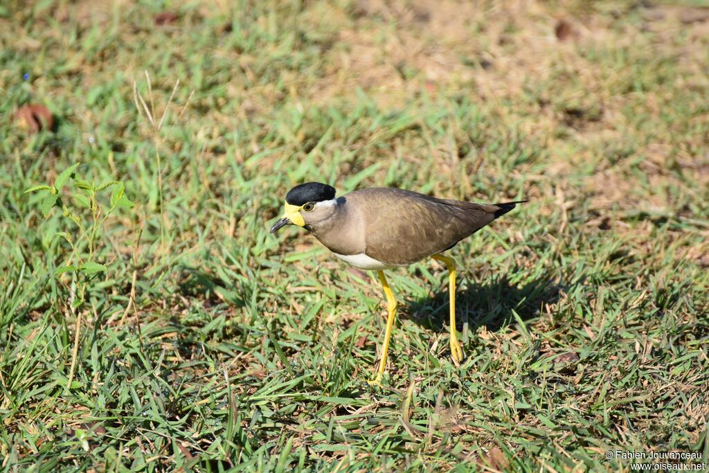 Vanneau de Malabaradulte, identification