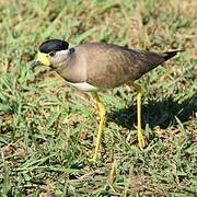 Yellow-wattled Lapwing