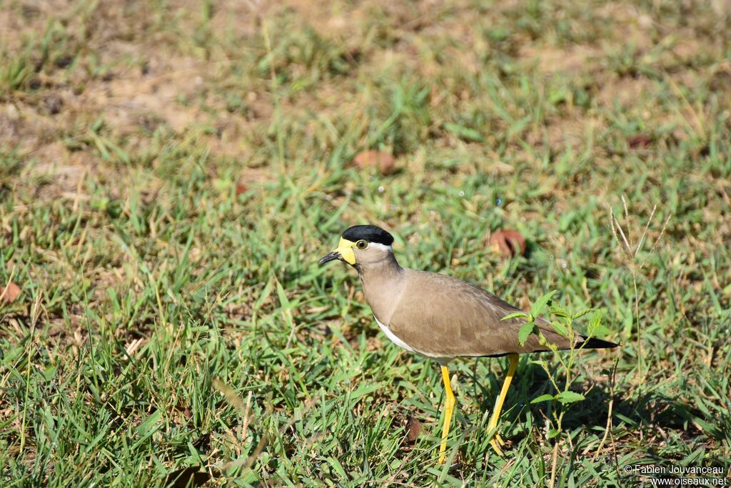 Yellow-wattled Lapwingadult