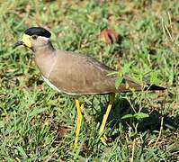 Yellow-wattled Lapwing