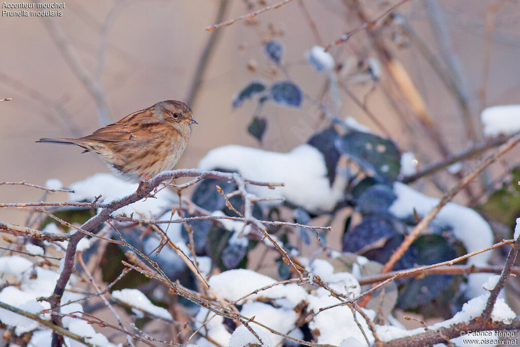 Dunnockadult post breeding, identification
