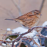 Dunnock