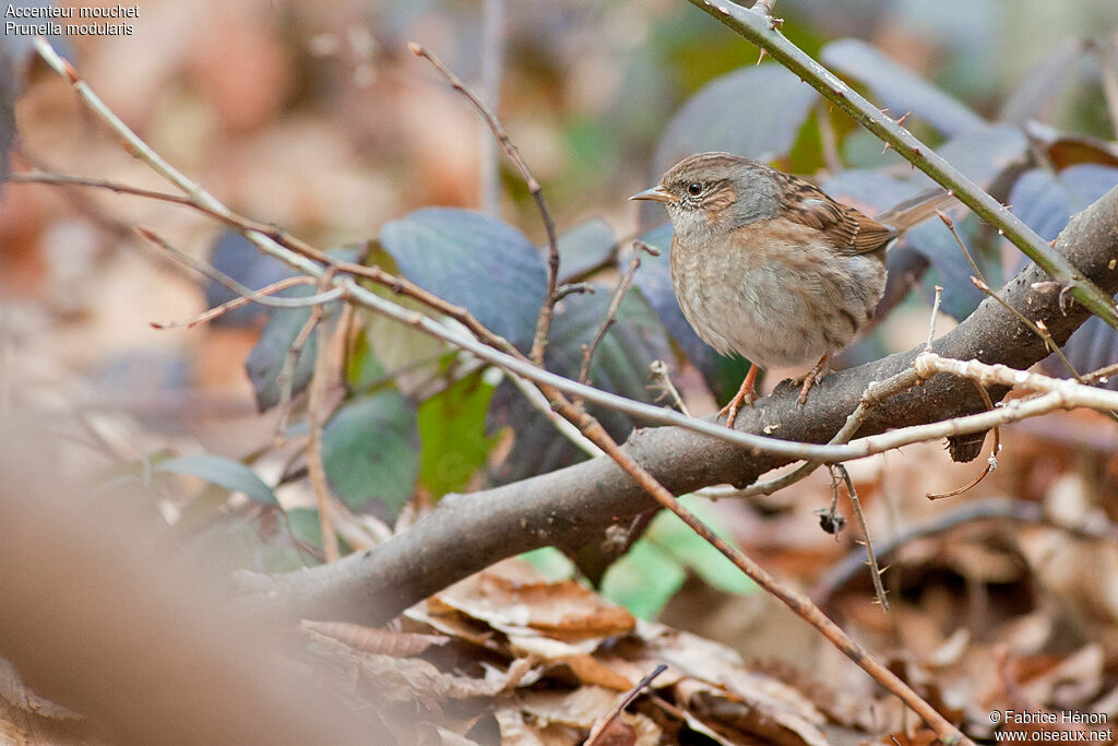 Dunnockadult post breeding, identification