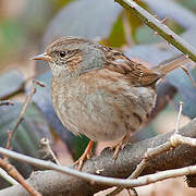 Dunnock