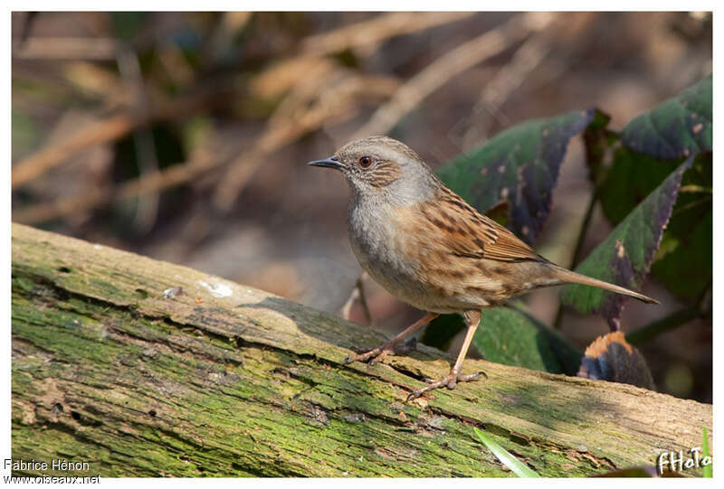 Accenteur mouchetadulte, identification