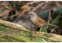 Dunnock