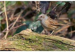 Dunnock