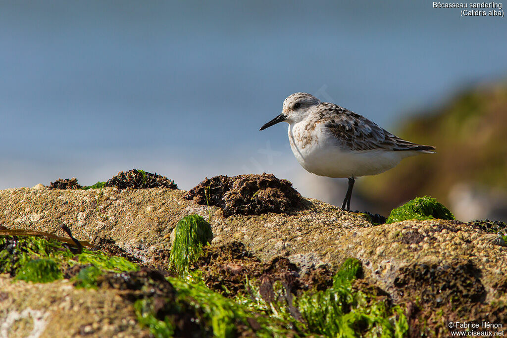 Sanderling, identification