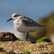 Bécasseau sanderling