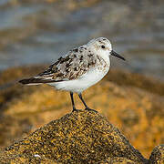 Sanderling