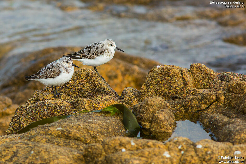 Sanderling, identification