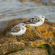 Bécasseau sanderling